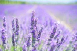 lavender-blossom-1595581_1920.jpg